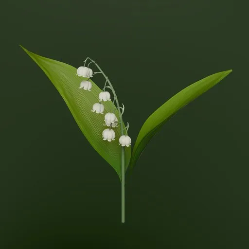 Lily of the Valley
