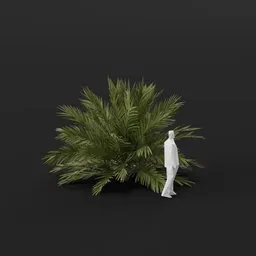 Date Palm Tree Small
