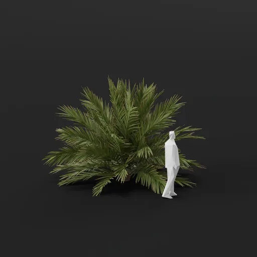 Date Palm Tree Small