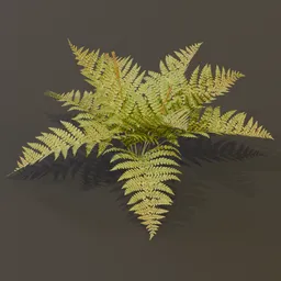 Cinnamon Fern Small Var