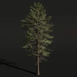 Detailed Pine Siberian 3D model suited for Blender rendering, high-quality textures, ideal for natural scenes.