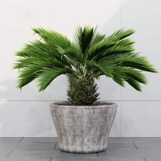 Cycas Palm