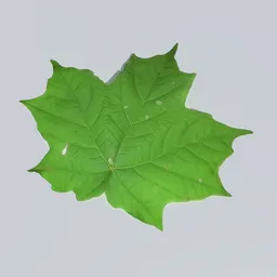 Sugar Maple Leaf