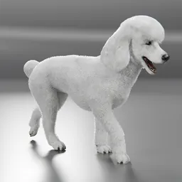 Dog Poodle Puppy Animated