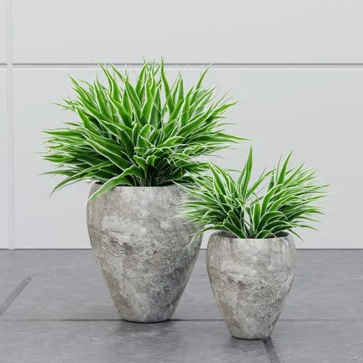 Variegated Spider Plant Set