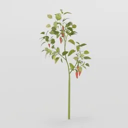 Tiny Pepper Plant