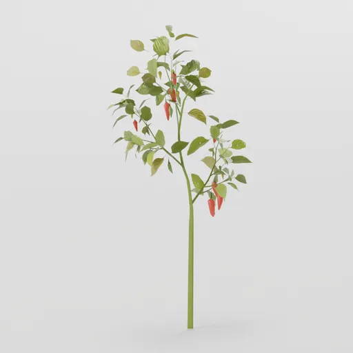 Tiny Pepper Plant
