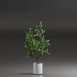 Indoor Plant Variation