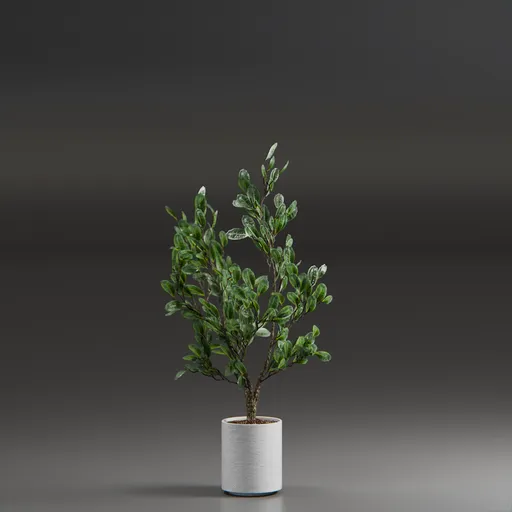 Indoor Plant Variation