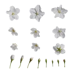 Prunus x yedoensis Flower
