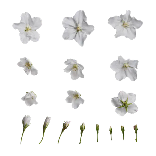 Prunus x yedoensis Flower