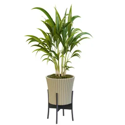 Areca Palm