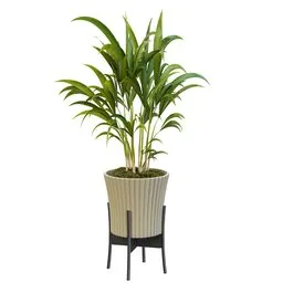 Areca Palm