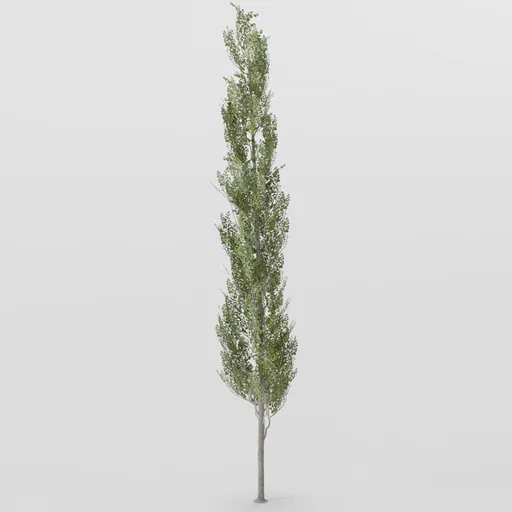 Small Poplar Tree