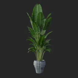 Banana Leaf Plant
