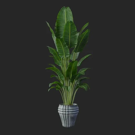 Banana Leaf Plant