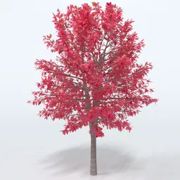 Red Oak Tree