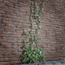 Ivy Creeper Going Up 2M 04