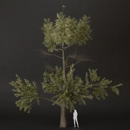 SJ-Summer Shade Pine Tree