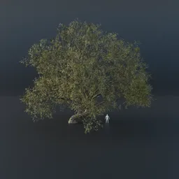 Oak Tree - Gravitropic (Spring)