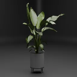 Bird of Paradise Plant Pot