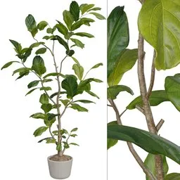 Ficus