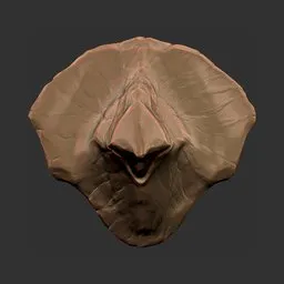 Skull Crest Scale