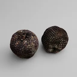 Araucaria Pine Cone
