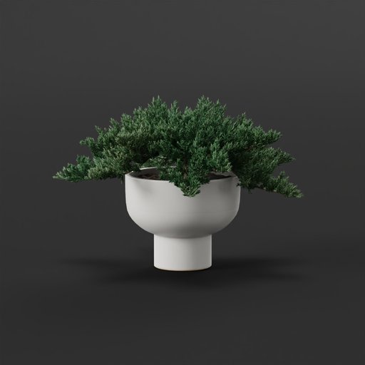 Thumbnail: Juniper