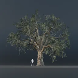 Oak Tree - Fully Grown (Summer)