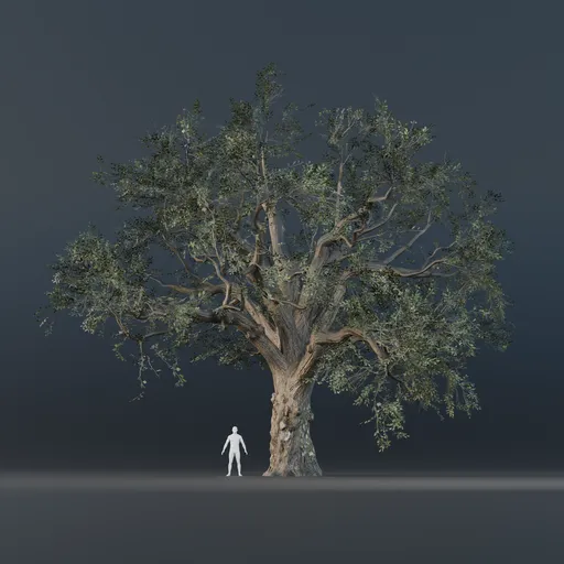 Oak Tree - Fully Grown (Summer)