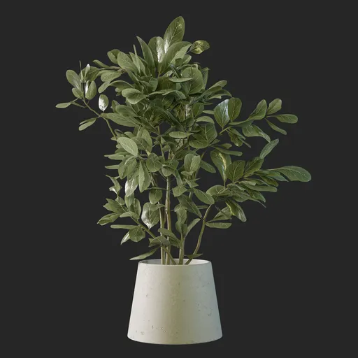 Ficus Plant