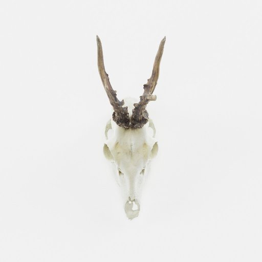 Thumbnail: Deer skull