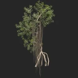 Mangrove Tree + animation