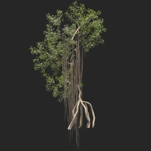 Mangrove Tree + animation