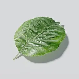 Realistic 3D apple leaf model with detailed PBR textures, perfect for Blender rendering and 3D vegetation projects.