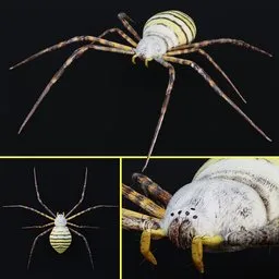 "Realistic 3D model of a banded garden spider with fur and rig, perfect for Blender 3D projects. Includes animated walk cycle and clay texture design by Gregory Gillespie. Get up close with real world scale and optimized clip start value settings."