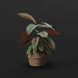 Striped Prayer Plant
