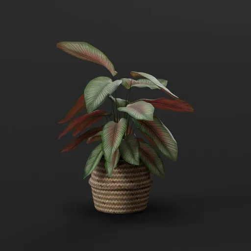 Striped Prayer Plant