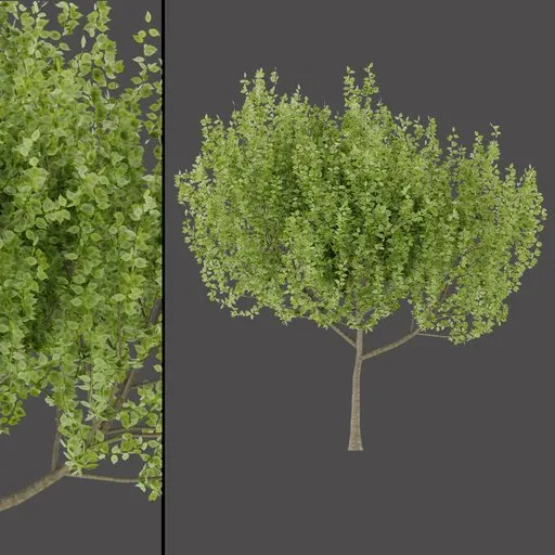Small Leaf Tree