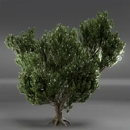 Tree Mugo Pine Animated