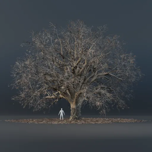Oak Tree - Wide (Winter)