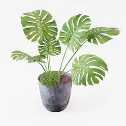 Realistic Monstera deliciosa 3D model in a pot, ideal for architectural visualization and Blender 3D projects.