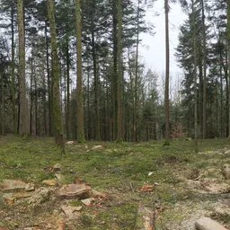 Niederwihl Forest