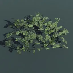 Plant Kinnick Medium