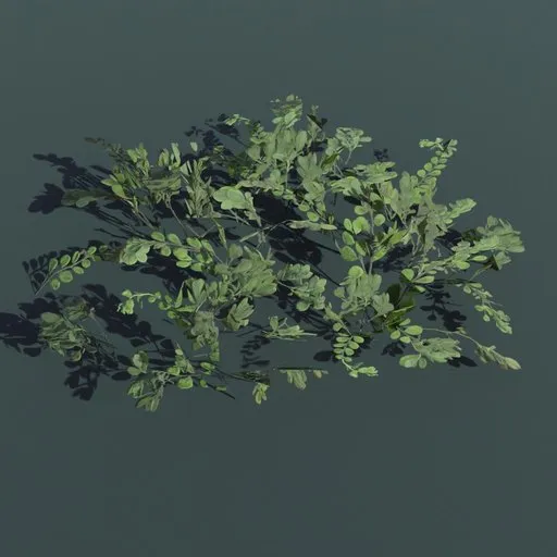 Plant Kinnick Medium