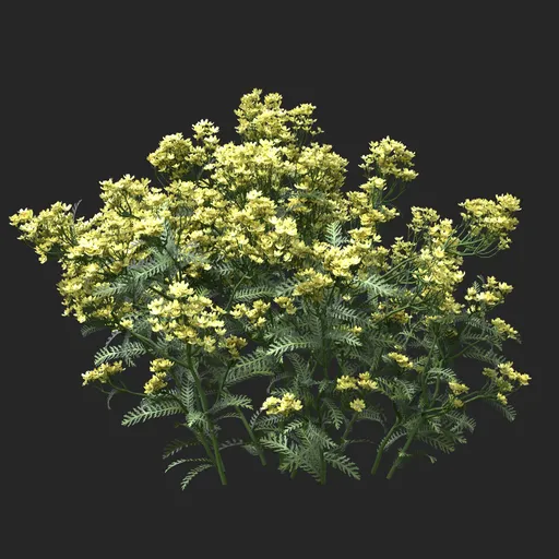 Golden Yellow Clustered Flowering Plant