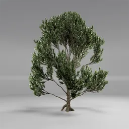 Tree Mugo Pine