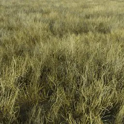 Grass Generic Small Dry