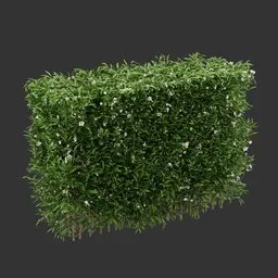 Hedge Flowering Bush Plant